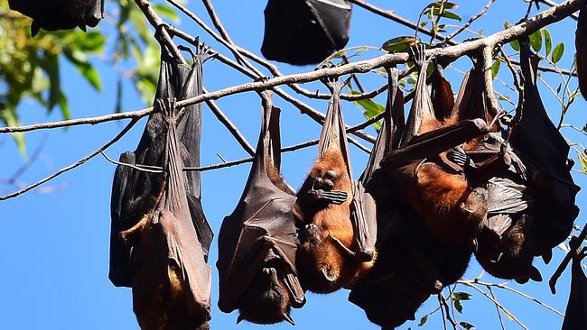 Going in to Bat - Gardening Australia