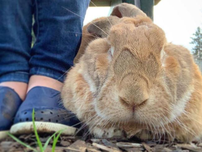 Cocoa Puff the giant rabbit. Picture: @big_cocoa_puff/Instagram