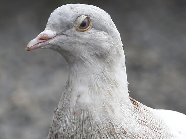 A racing pigeon last seen in America on October 29 was found by a Melbourne man in his backyard on boxing day. Kevin Celli-Bird found the pigeon exhausted and sitting in the backyard of his property in Officer. He named it Joe after discovering it had flown from America by its tag number.                   Picture: David Caird