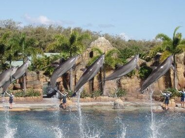 Dolphins performing tricks at Sea World on the Gold Coast.