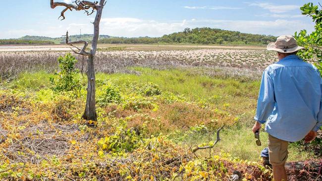 SALTMARSH SPLENDOUR: John McCabe admires grey samphire at Kinka wetlands. Picture: Kylie Jones