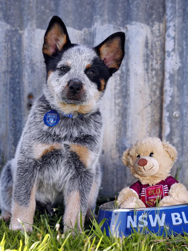 Bruce the ‘Blue Healer’ is training for his debut with the NSW Blues. Picture: Sam Ruttyn