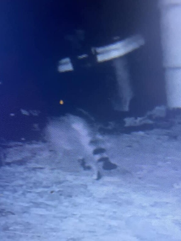 What appears to be a big feral cat was captured on security camera on Connie Ransley's Colebrook farm in Tasmania. Photo: Supplied