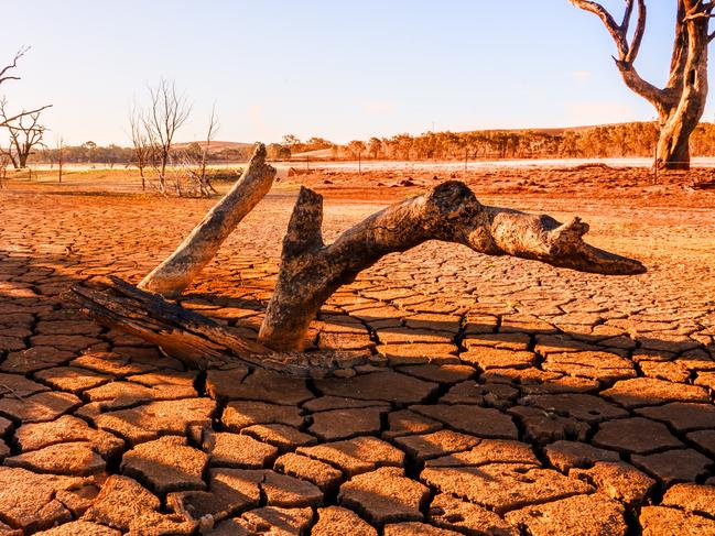 Global warming concept. Dead tree under dramatic evening sunset sky at drought cracked desert landscape