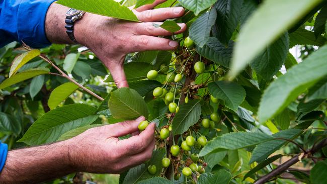 Tasmania's’s jobless will be sent into the fields to pick vegetables and grapes. Picture: Alastair Bett