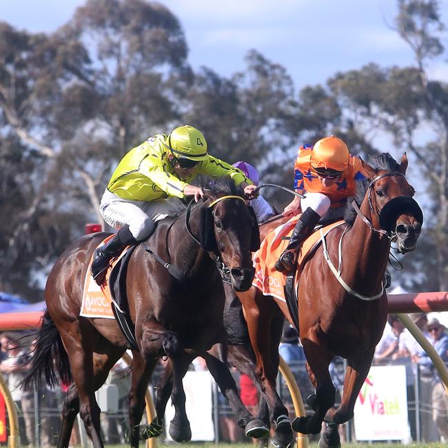 Crackerjack Prince, outside, pips Lord Dynastic in the $30,000 Avoca Cup.