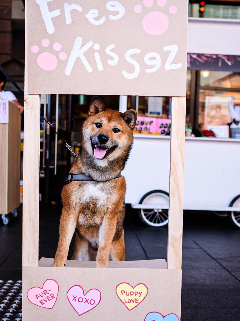 Grab some free dog kisses at IIKO Mazesoba. Picture: Supplied