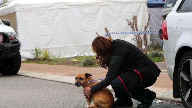 Council workers collect a dog from the house where three people were found dead. Picture: AAP Image/Trevor Collens