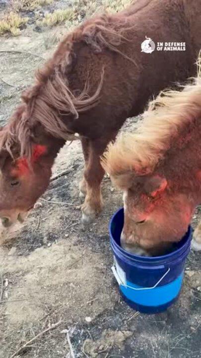 Ponies Rescued After Animal Shelter Torched by Palisades Fire