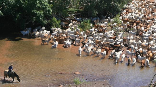 Cattle crossing headwaters of Victoria River at Riveren Station, Northern Territory. Picture: Terry Underwood