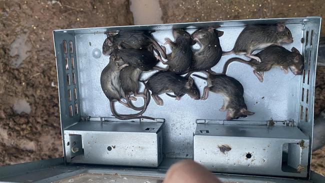 One of the many mouse traps at Erin Anderson's farm in Narrandera, NSW.