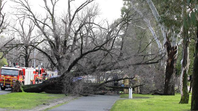 The tree fell next to Royal Parade. Picture: Andrew Tauber