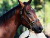 Winx’s half-brother fetches $2.3 million