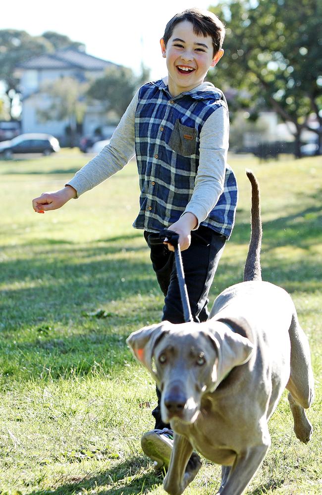 Ethan Johnson, 8, with Hugo the Weimaraner. Picture: Tim Hunter.