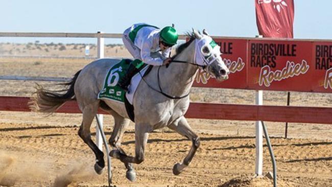 Neodium is gunning for back-to-back Cups. Picture: Birdsville Races