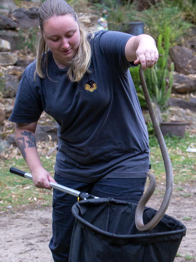 Snake catcher trainee Amy Tower. Picture: Emma Brasier