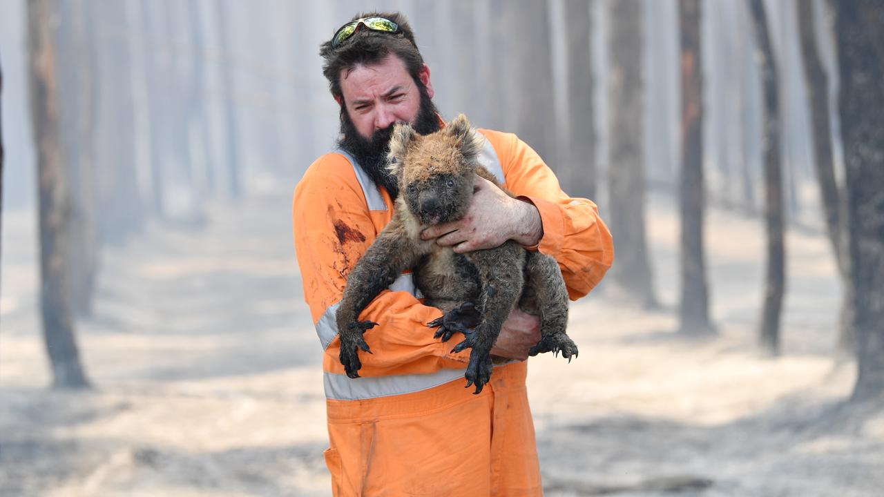 Adelaide wildlife rescuer Simon Adamczyk carries a koala out of burnt ground. Picture: AAP / David Mariuz