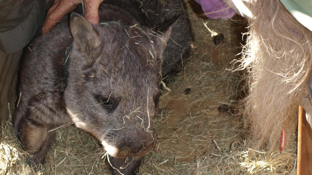 At risk: The northern hairy nose wombat.