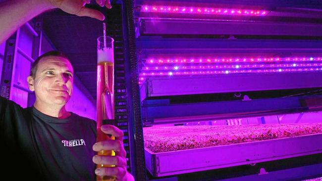 BREWERY WITH A DIFFERENCE: Head brewer Brandt Bamford of Terella Brewing inside a growing booth at Vertical Farms', next door. Brandt will use water generated here in his brews, and carbon dioxide emitted in beer fermentation will be re-injected back into the chamber. Picture: John McCutcheon