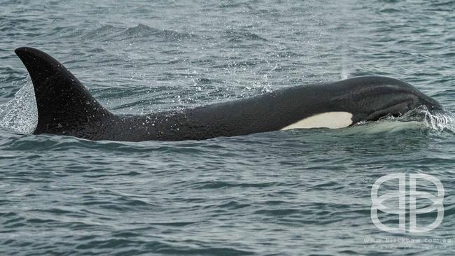 Rare Sighting Of A Killer Whale Pod Close To Bruny Island | News.com.au ...