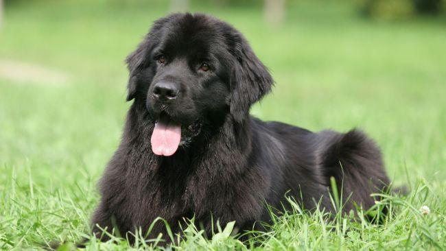 Newfoundland dogs are good with children. Image: iStock