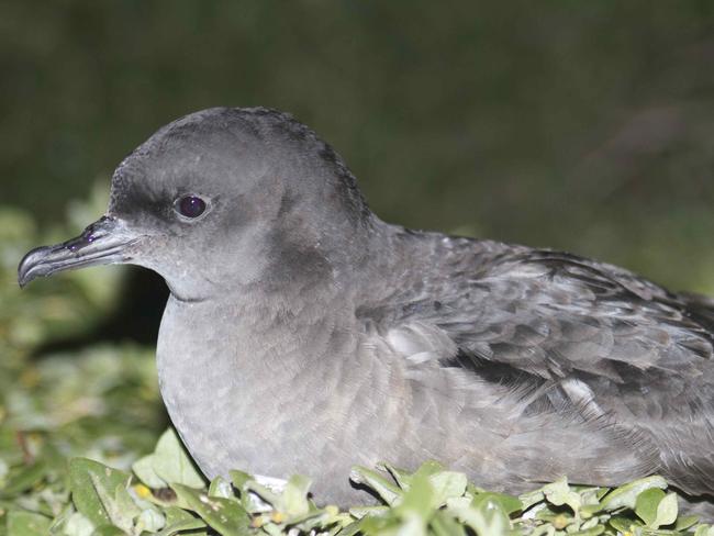 IMAS PhD student Natalie Bool and short tailed shearwaters (mutton birds) both taken on Wedge Island near Nubeena,