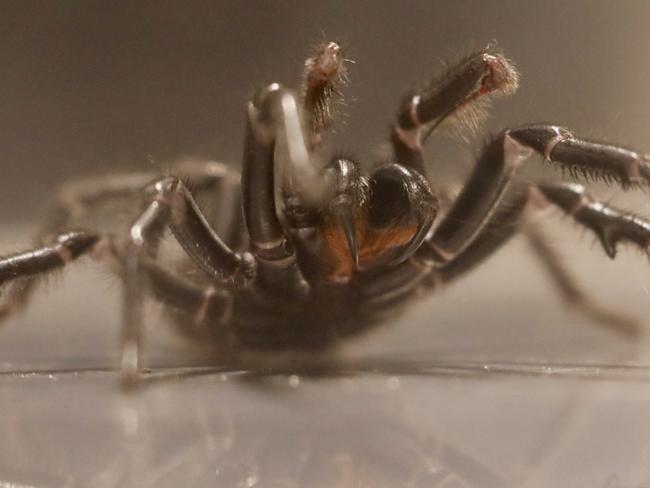 Massive funnel web spider handed in to Australian Reptile Park named Dwayne ‘The Rock’ Johnson. Recent rainy weather followed by intense heat has provided the perfect conditions for funnel web spiders to thrive. Yesterday, the Australian Reptile Park received a GIANT funnel web from Newcastle that keepers have named Dwayne ‘The Rock’ Johnson after the beefed-up movie star.Australian Reptile Park