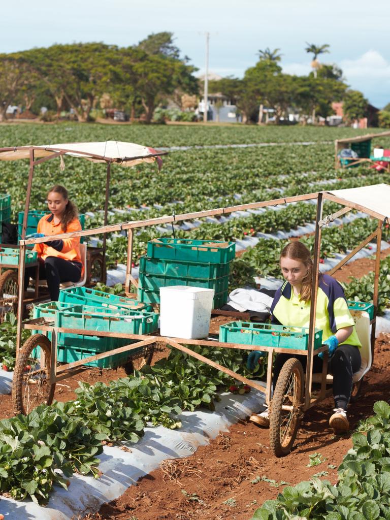 Tinaberries strawberries grow over a 12 month cycle, producing strawberries for months at a time. Picking continues during this time.