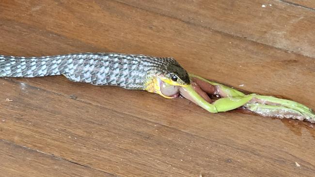 The snake decided to let go of lunch when it was caught. Picture: Danica Clayton