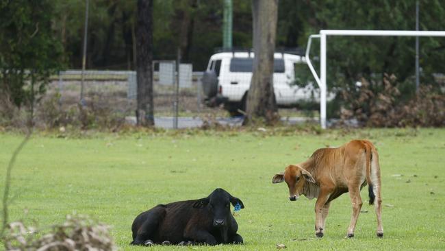 Stricken cattle that was swept down the Barron River by flood water from ex Tropical Cyclone Jasper on the Stratford Football club's oval in Cairns, Far North Queensland. Picture: Brendan Radke