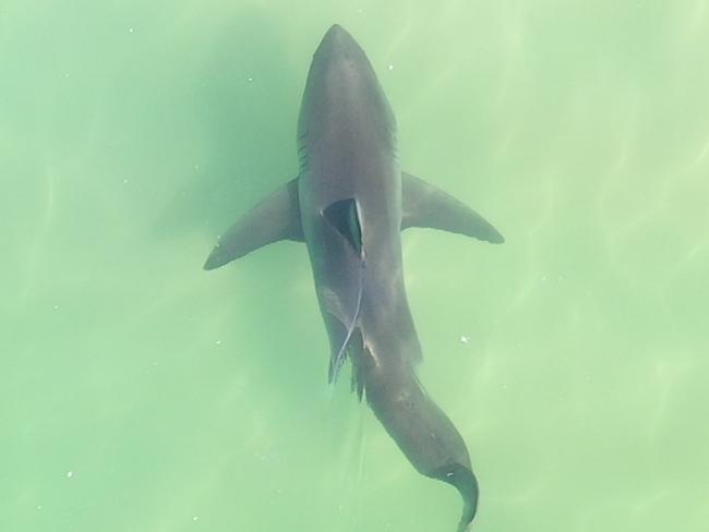 **MUST CREDIT MADISON STEWART ** A great white shark is spotted swimming close to shore off the coast of Ballina yesterday. Pic Madison Stewart