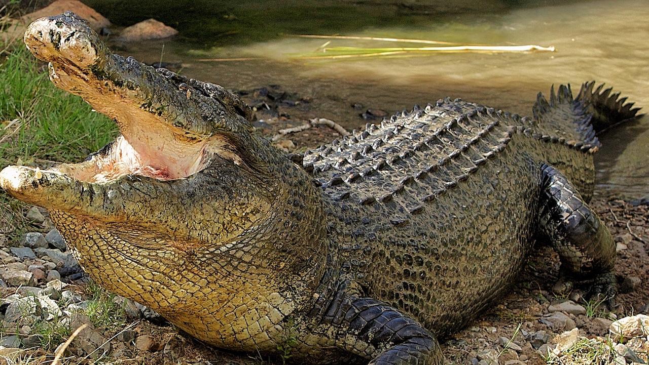 Australian Crocodile Farms: From Cairns to Paris