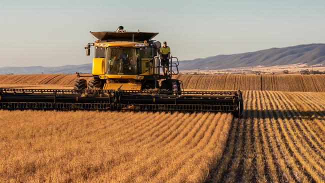 Cereal crop returns are being determined by export demand. Picture: Tabitha Runkel