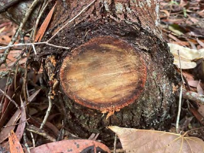 Mackay Regional Council received a report on October 12, 2022, that 25 trees were damaged at Ball Bay. Picture: Supplied