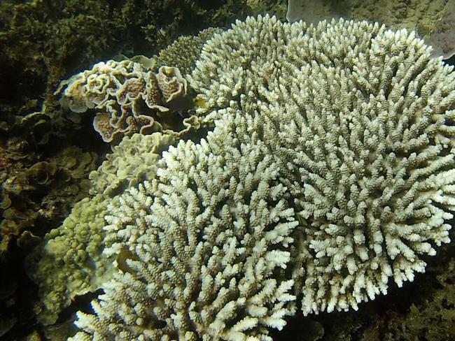 Coral bleaching off Magnetic Island. Photo: Leon Zann