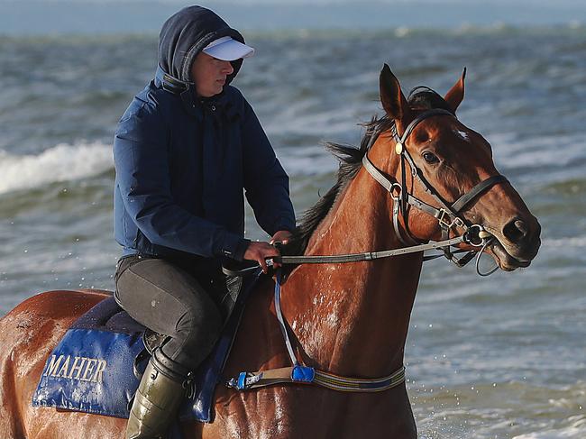 Melbourne Cup favourite Jameka with Lucy Yeomans aboard walks at Mordialloc Beach this morning. Picture : Ian Currie