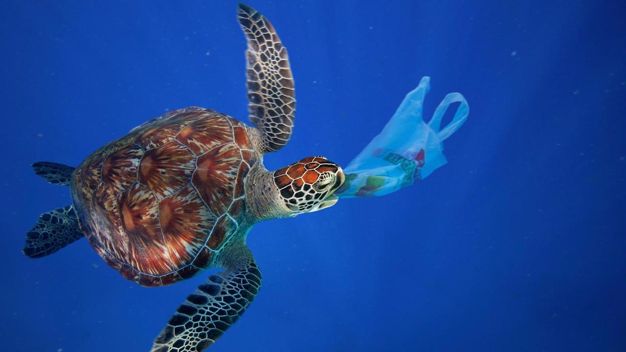 Australian turtles in real peril from plastics | KidsNews