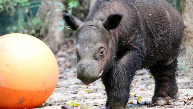 Sumatran Rhino Rescue Mission