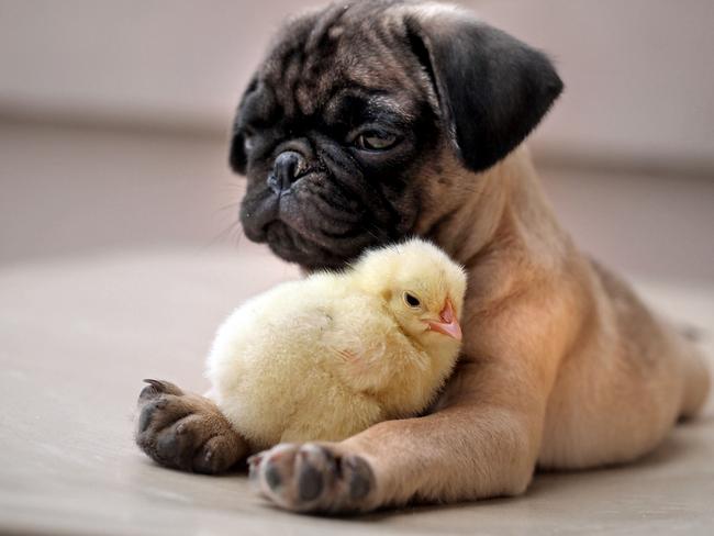 Fugly the Pug  KFC the chick keep each other company. Picture: Tim Ho/Caters News
