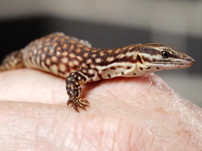 Stitch the six week old Ridge Tail Monitor pictured in Caboolture, Brisbane 15th of April 2021.  Stitch was born needing surgery and is recovering.  (Image/Josh Woning)