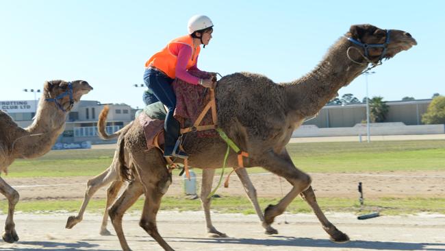 Camel races back on track at Bankstown Paceway | Daily Telegraph