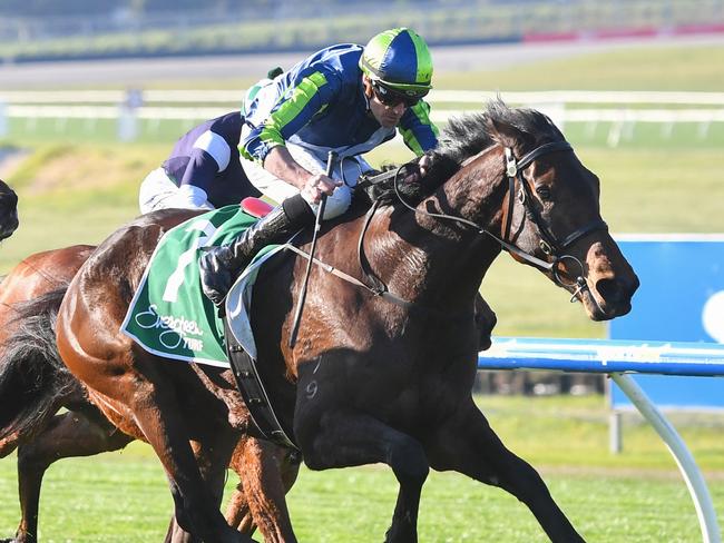 Roadie ridden by Billy Egan wins the Evergreen Turf Handicap at Sportsbet Sandown Hillside Racecourse on July 31, 2024 in Springvale, Australia. (Photo by Pat Scala/Racing Photos via Getty Images)