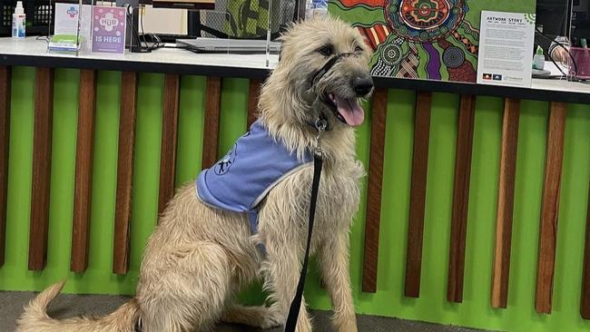 Hendrix, who works at Headspace Wodonga as a therapy dog, is fighting tick paralysis, which has put him on the ventilator.