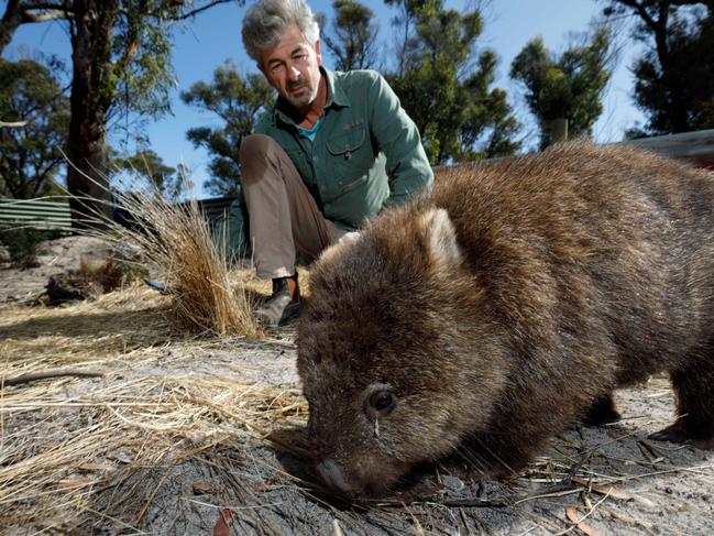 John Harris, founder of Wombat Warriors with Itchyscratchy a rescued wombat that has been treated and cured of mange and will soon be released from a refuge near Kelso in the north of Tasmania20/03/2019photography  Peter Mathew