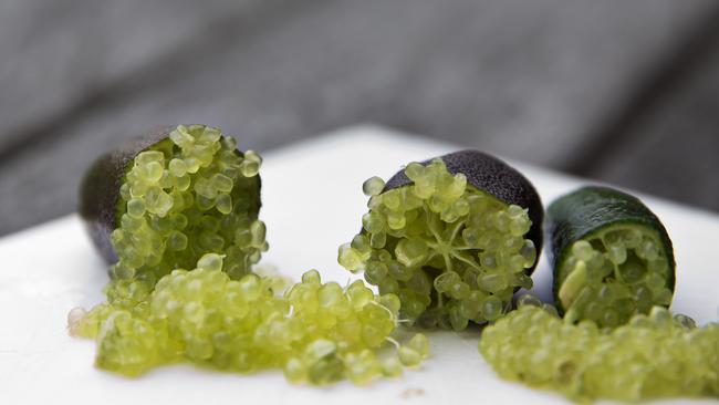 Australian Lime Caviar Company's Caviar Limes aka Finger Limes. Photo: Jerad Williams