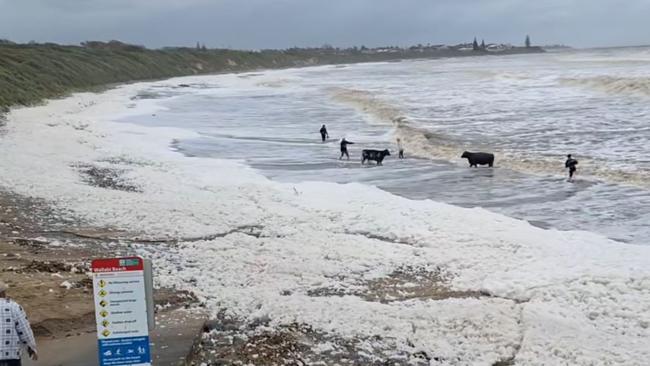 It is believed the cows were swept down Khappinghat Creek in floodwaters onto Wallabi Beach. Picture: Facebook