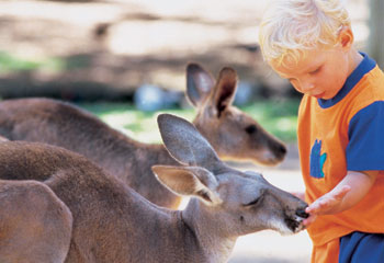 Kangaroos ... hands-on wildlife experiences at Currumbin Wildlife Sanctuary. Picture: Tourism Queensland