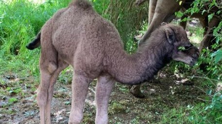 A six-week-old camel was allegedly stolen from a sanctuary near Shepparton. Picture: For the Love of Camels