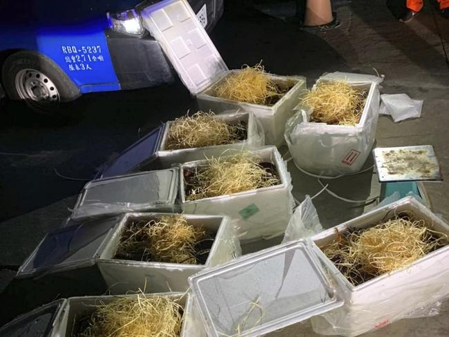 Styrofoam boxes carrying Australian lobster on the port in Matsu.