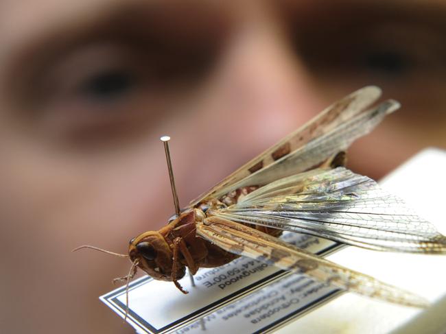 n26nl100 Martin Steinbauer from La Trobe Uni Zoologist department, inspects a locust found in a Northcote garden.